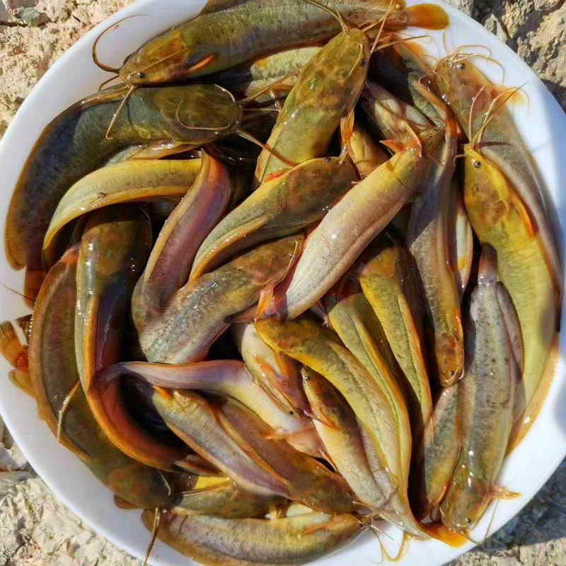 鱼苗本地塘鲺淡水胡子鲶鱼塘角土塘塘虱活体鱼