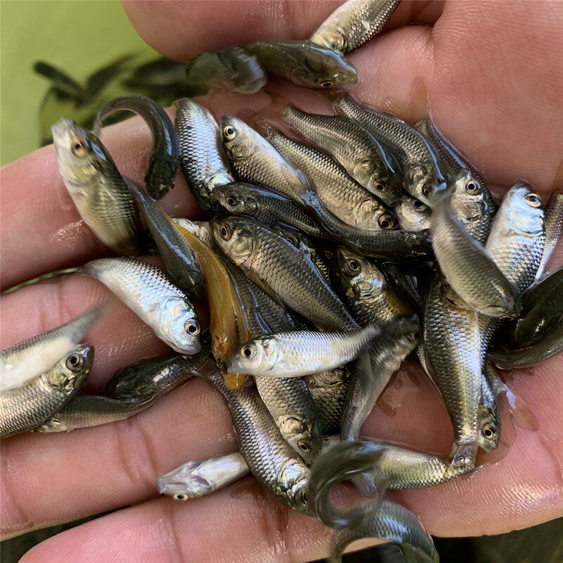 鲤鱼鱼苗淡水水稻田丰产放生建鲤红鲤鱼活体养殖鱼