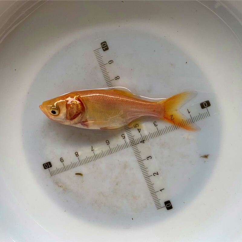 淡水观赏鱼可食用活体养殖金胖头鱼苗金大头金鳙鱼鲢鱼鱼