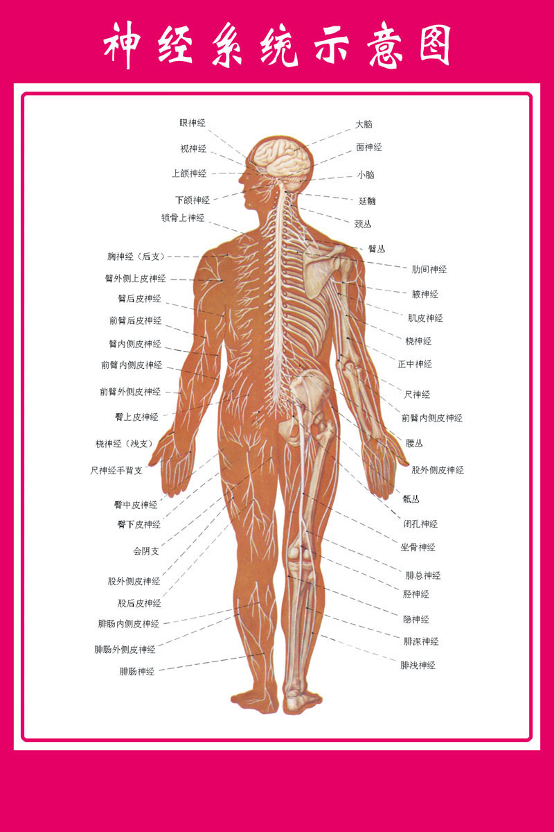 薄膜海报印制展板喷绘写真医院解剖神经系统示意塑料薄膜