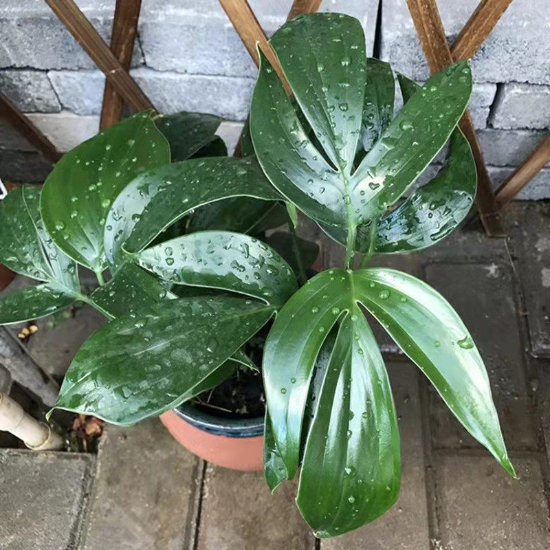 盆栽麒麟易养护常绿油烟甲醛植物叶植物耐阴观室内绿植