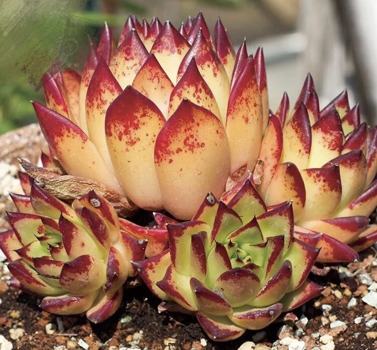 乌木口红母本大单头多肉植物魅惑之宵东云一物多肉植物