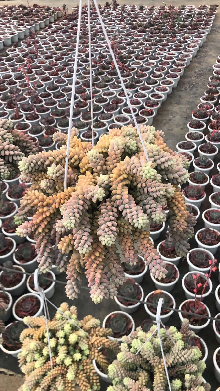 彩虹象牙玉坠捧花群生小老桩果冻玉缀多肉植物多肉植物