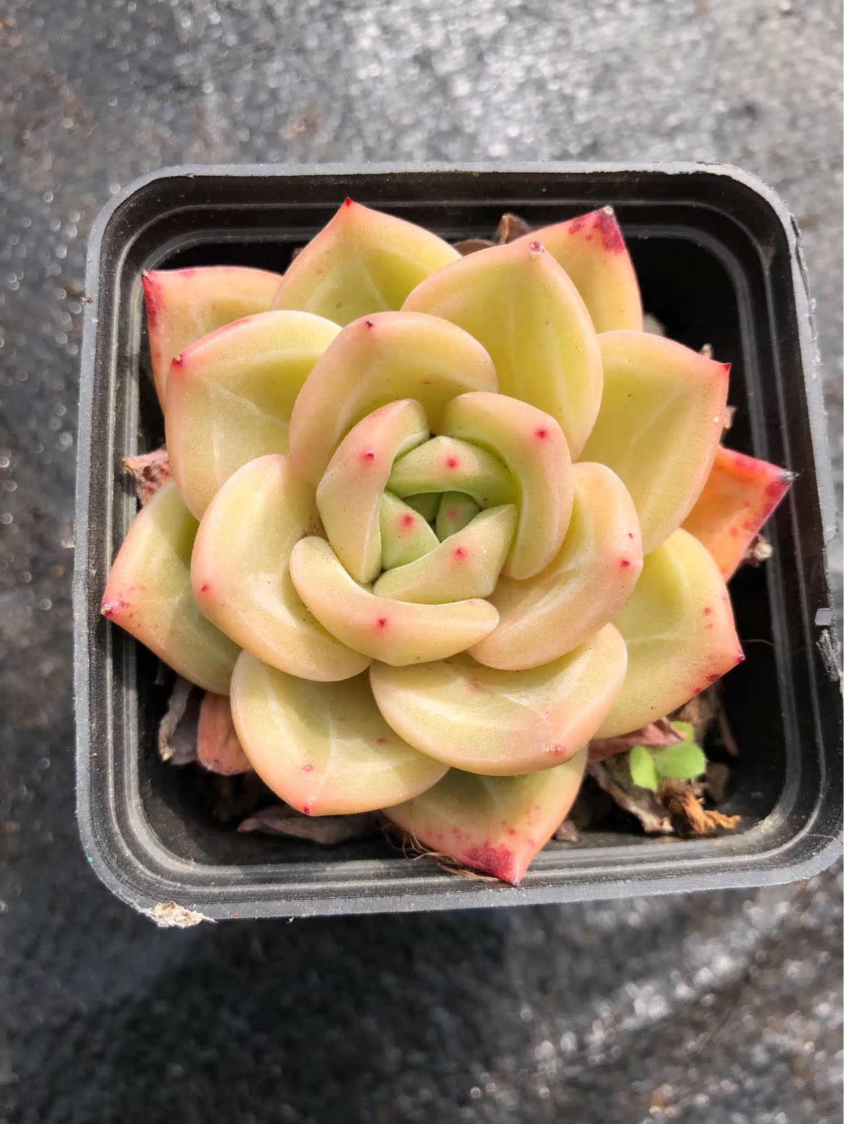 香槟多肉 单头 橙香槟 香槟 多肉植物