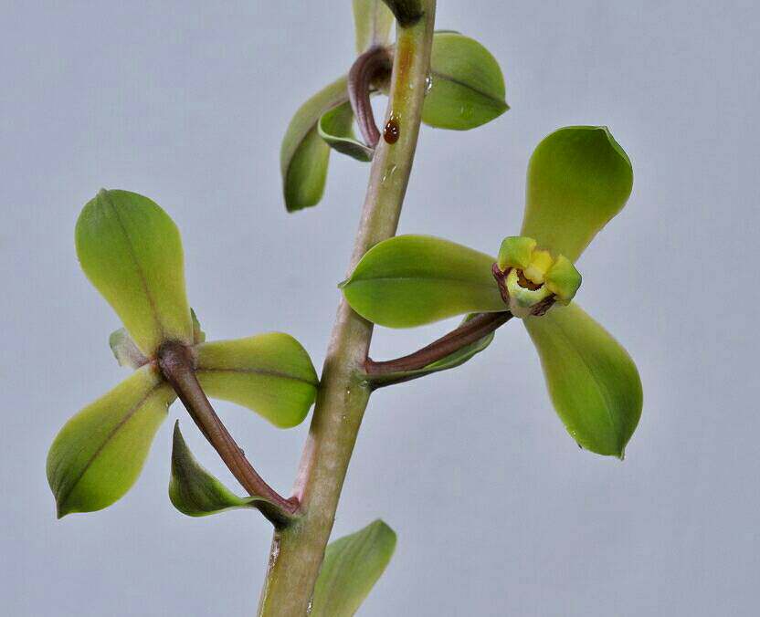 首页 下载app                          兰花 程梅 蕙兰老八种 梅瓣