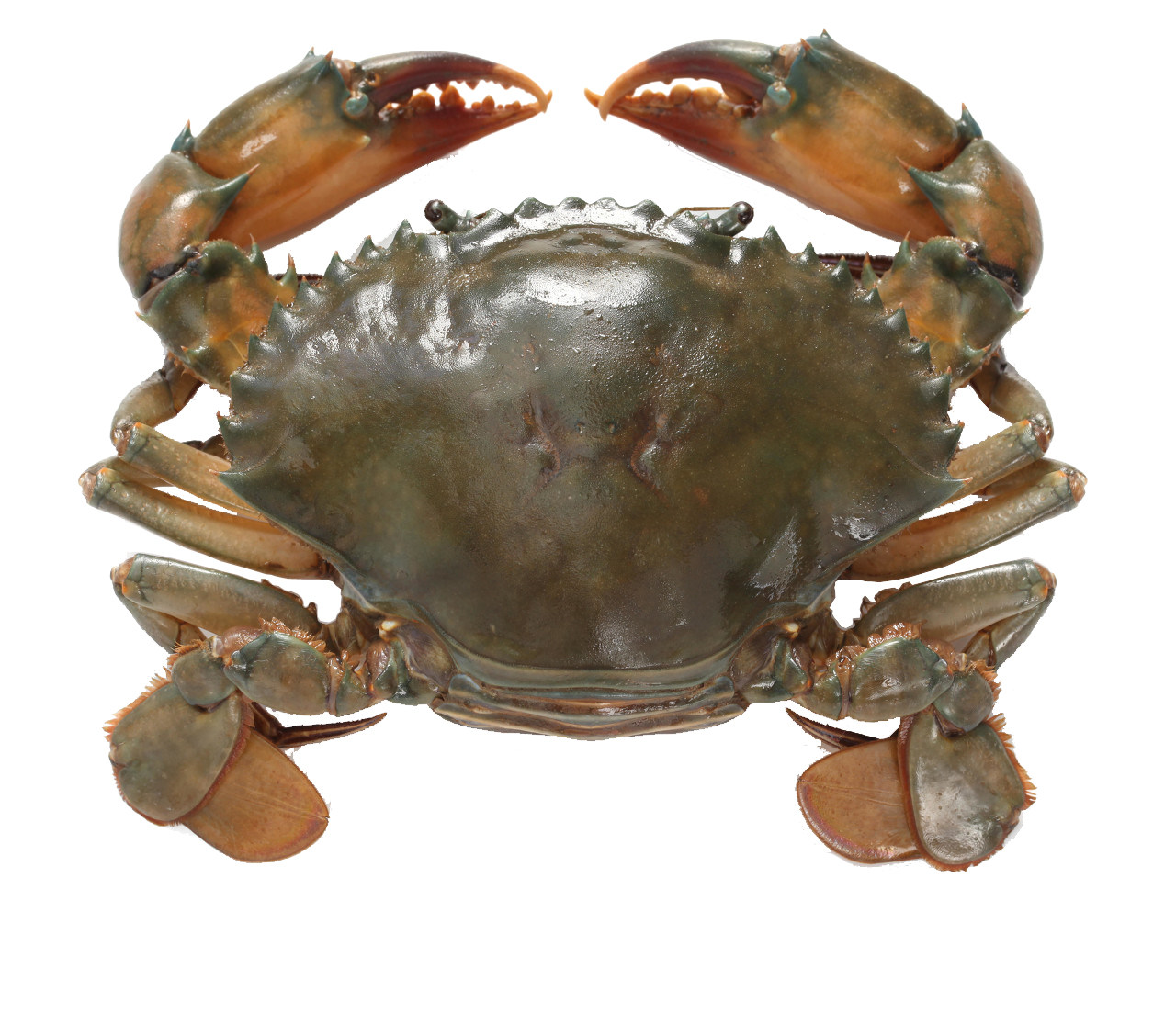 海南和乐鲜活大青野生蟹母大红膏蟹海蟹面包青蟹