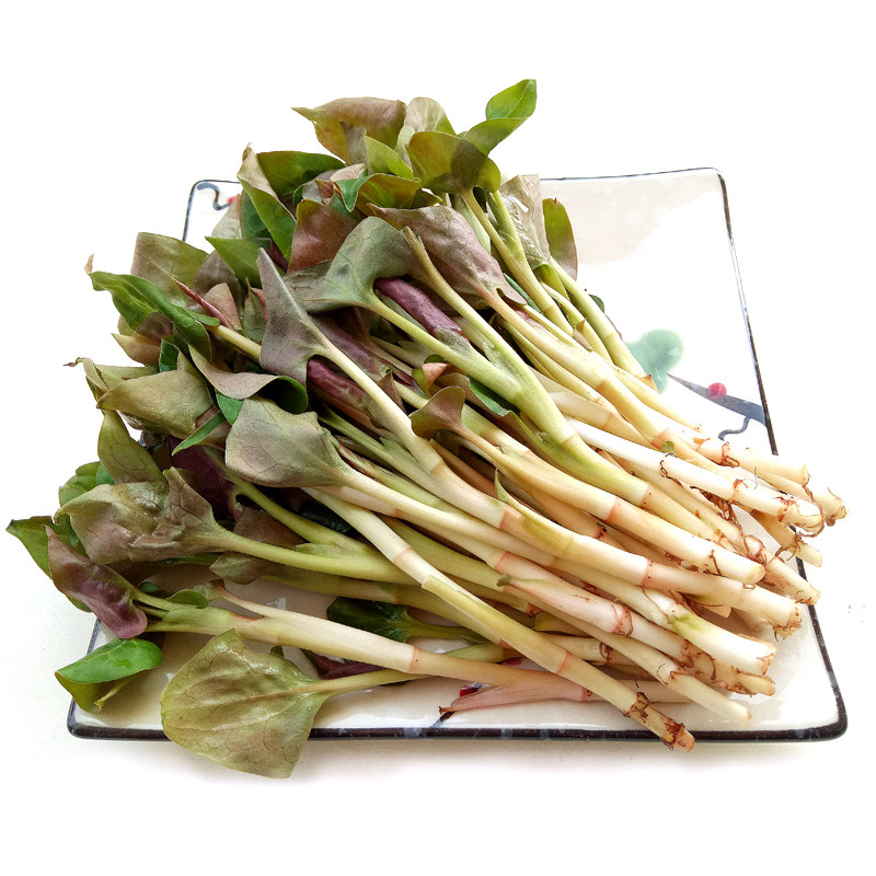 现摘鱼腥草叶子新鲜 农家仿野生种植折耳根凉拌节节根嫩叶一份2斤