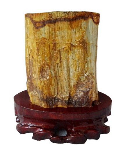 天然奇石观赏石树化玉树化石稀有绿色年轮精品全皮创意礼品