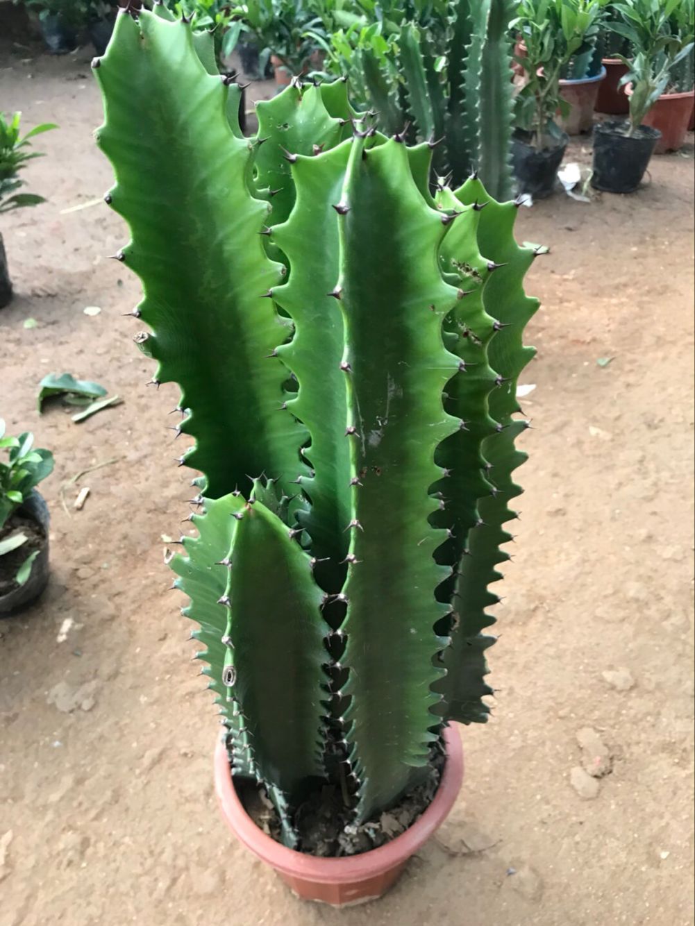 绿植巴西龙骨盆栽花卉客厅室内甲醛镇宅守财辟