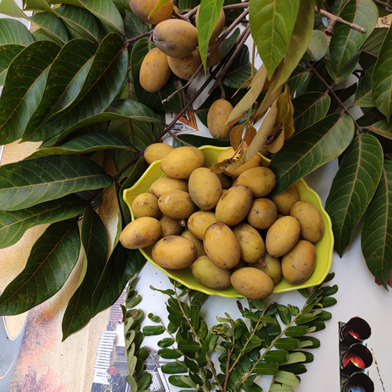 橄榄现摘甘甜水果应季孕妇煲汤生吃无渣黄橄榄橄榄