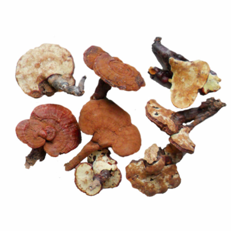 20年新采万年山野生灵芝统货一级自用正品整枝整枝灵芝