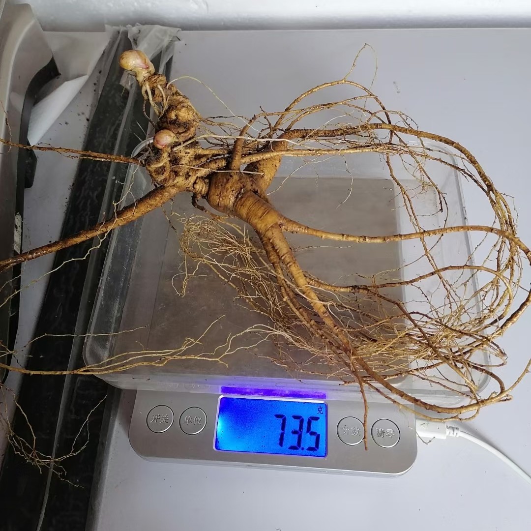 百年野山参老东北长白山人参精品纯正山参
