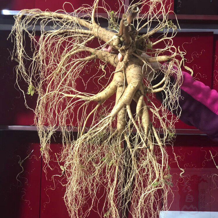 吉林中国大陆三宝保鲜东北特大林下参山参王人参