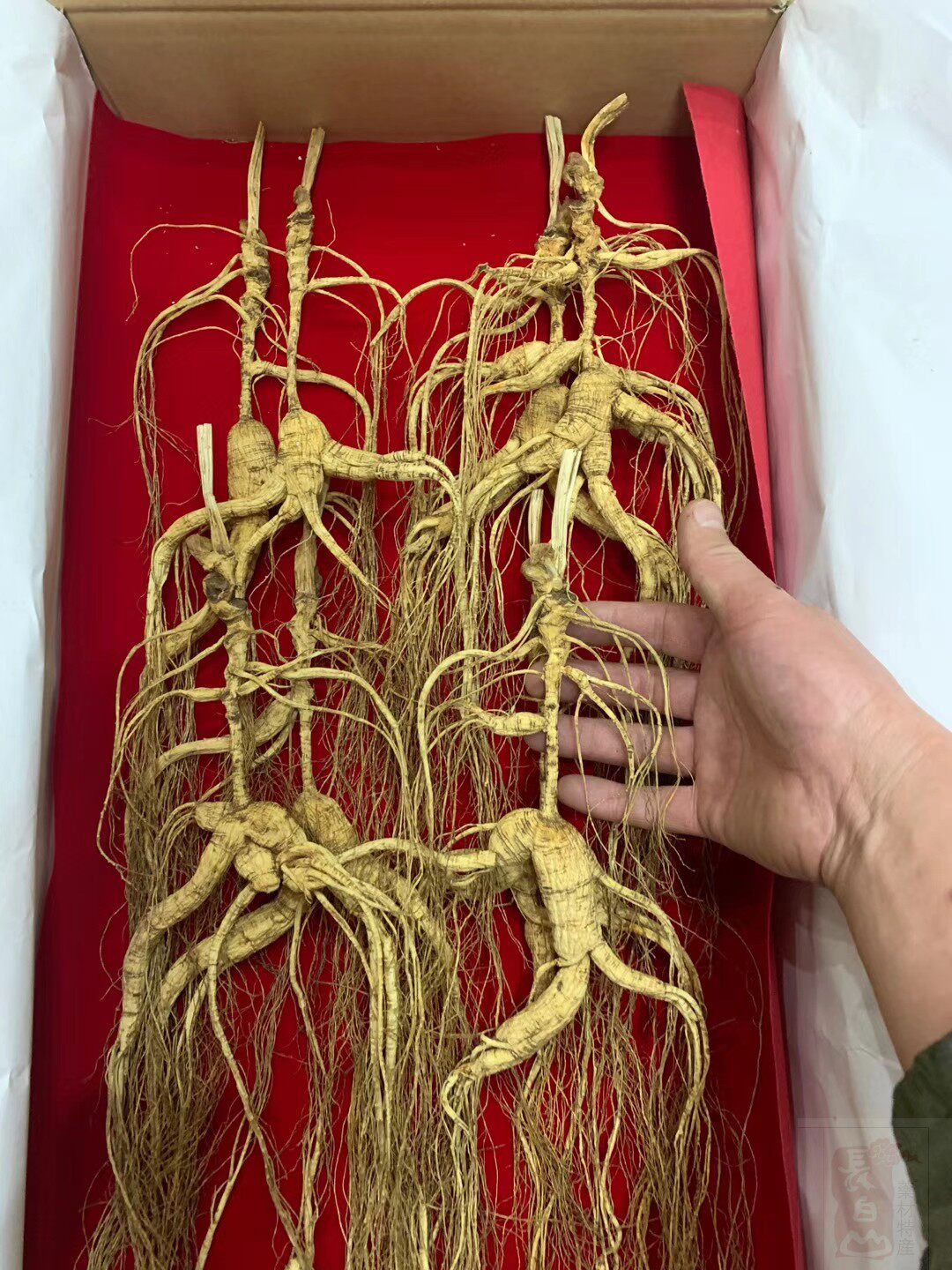 长白山煲汤籽野林下高龄年老人参野山吉林人吉林山参