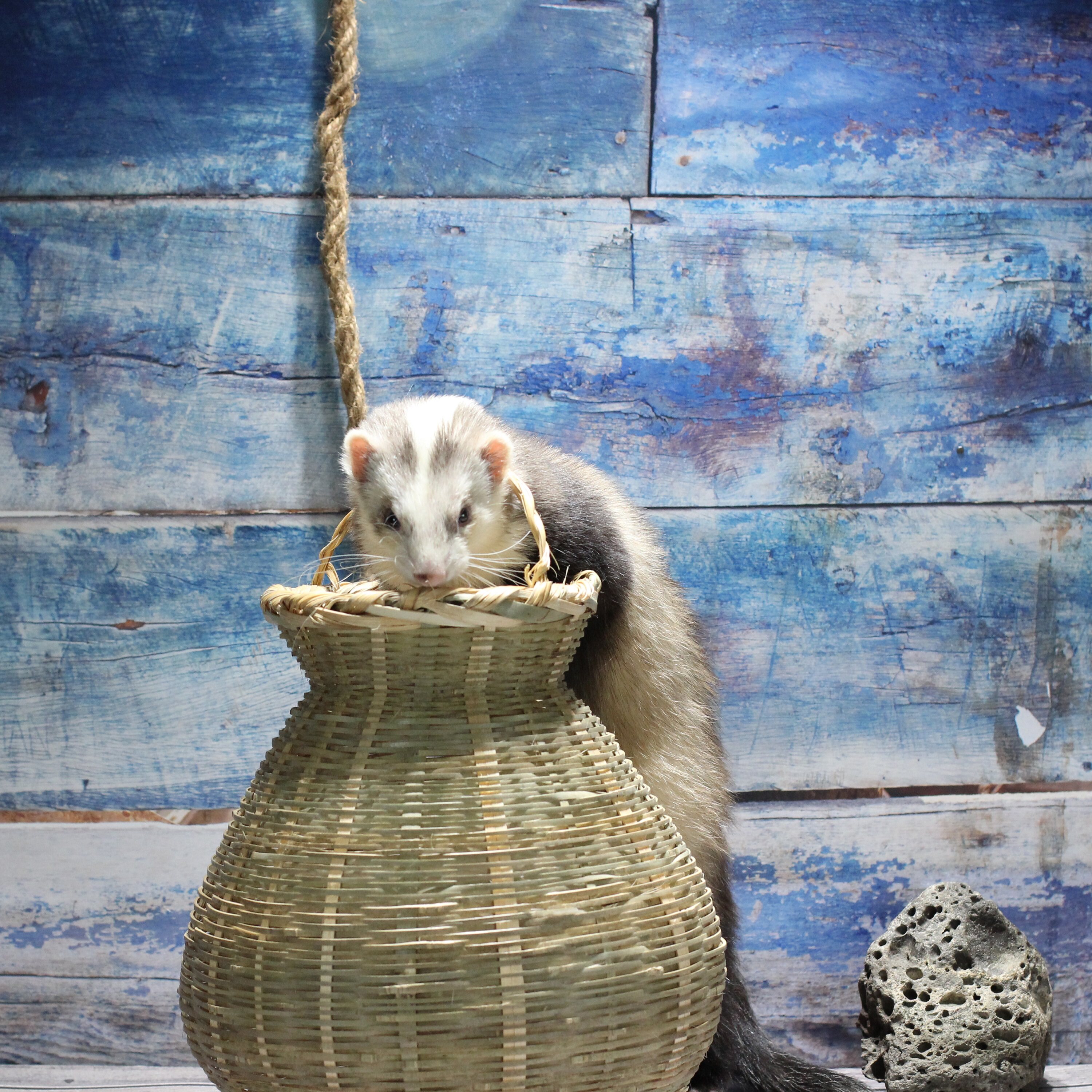 这是定金安哥鲁萌新宠物雪貂可爱萌哒哒小乖乖巧宠物貂