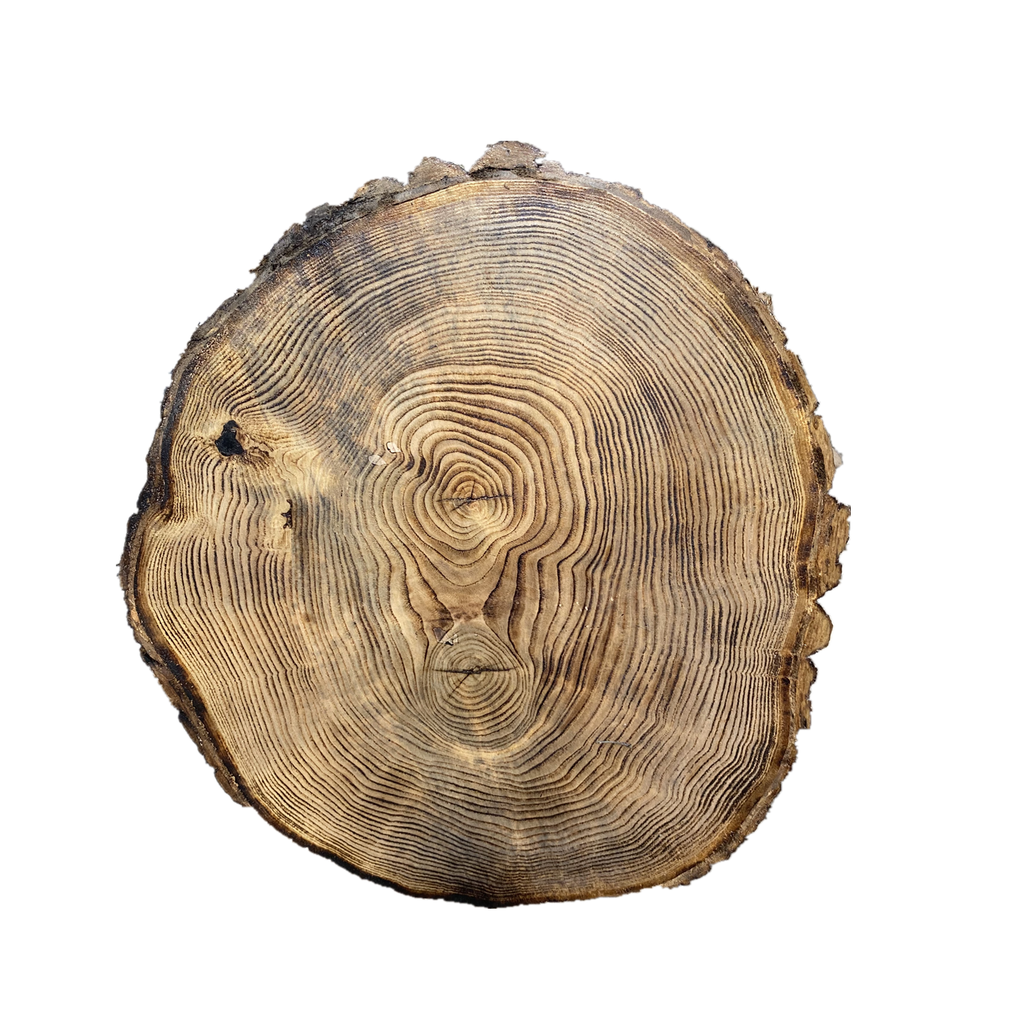 木片木头圆木碳化手绘饰品原木年轮复古背景墙摆件