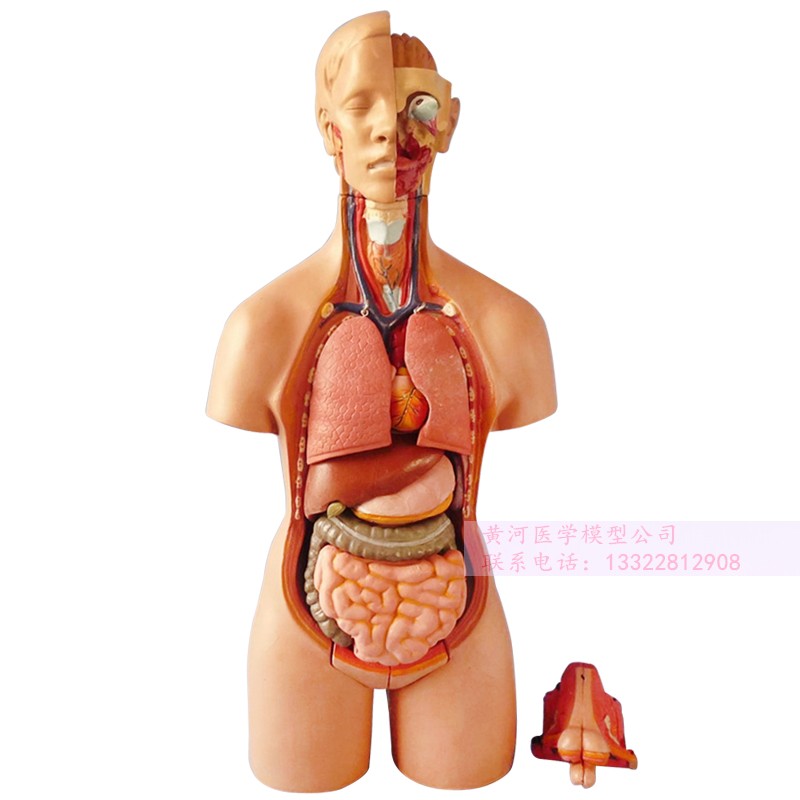 医学人体模型器官图片