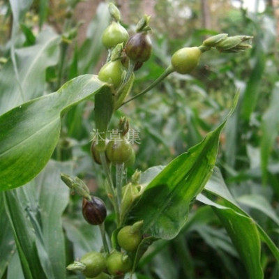 种子手链薏苡天然珠子门帘佛珠念珠菩提佛珠