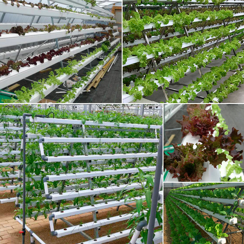 无土栽培设备植物工厂展示楼顶水培管道式叶菜蔬花架