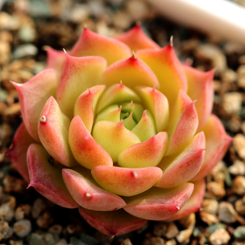 植物花木小海螺多肉景天盆栽防辐射肉肉趣味阳台多肉植物