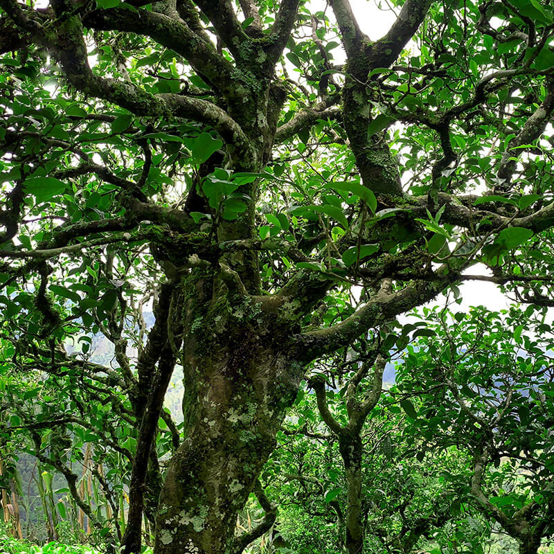 冰岛南迫2021年头春茶麻黑盛德茶庄古树普洱茶生茶普洱