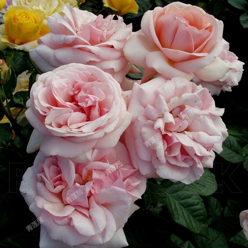 t17维纳斯女神阿佛洛狄aphrodite青莲居杂交茶香月季时令草本花卉