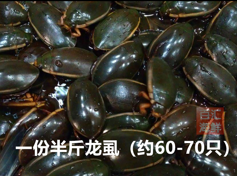 蟑螂水龟尿龟虫射水鳖活体6070只半斤龙虱金边其它