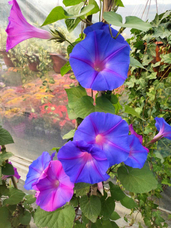 美国巨型宿根蓝紫变色大花牵牛牵牛花花苗爬藤创意迷你植物