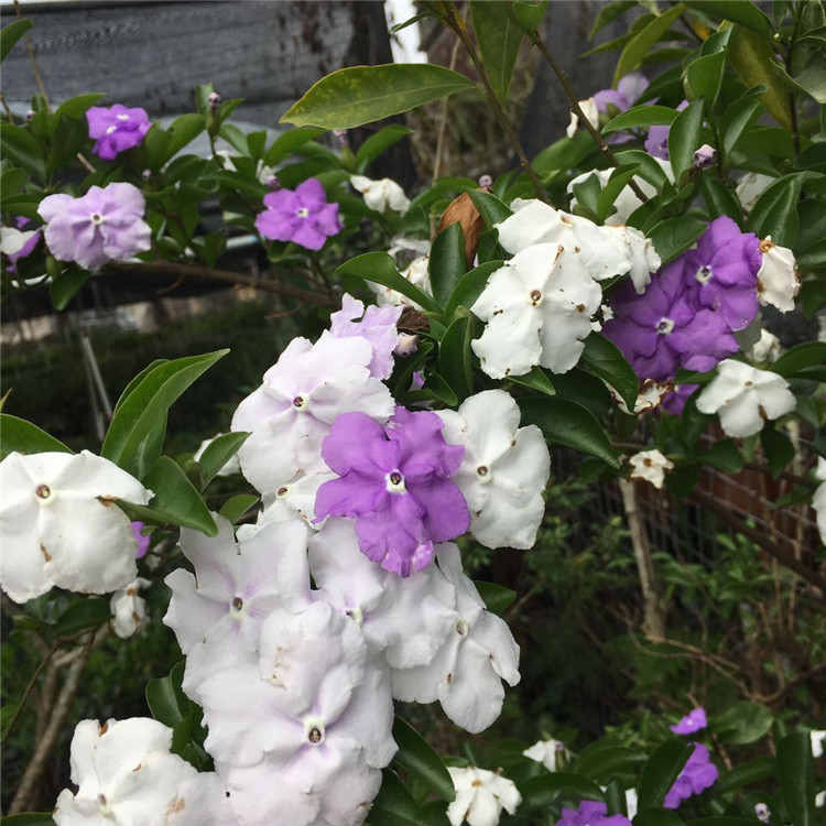 双色茉莉花的样子图片