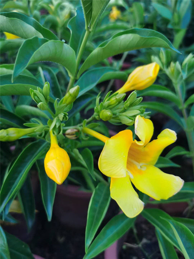 带花盆栽软枝黄金蝉花常绿灌木软枝黄婵花四季开花不断