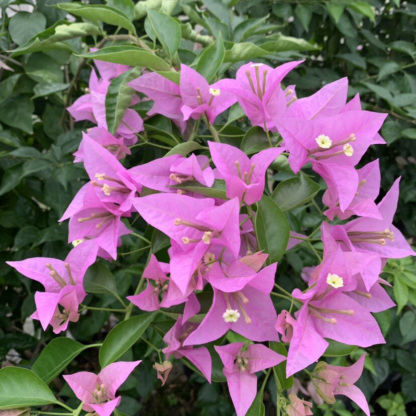 新加坡大宫粉 三角梅 扦插苗 (有苗情图)勤花大花品种