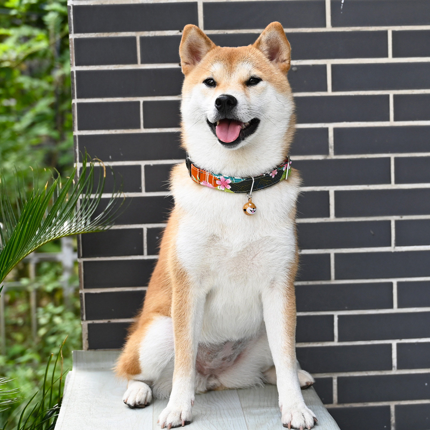 芮柴狗狗绳狗牵引颈圈脖套项圈柴犬宠物狗限定项圈