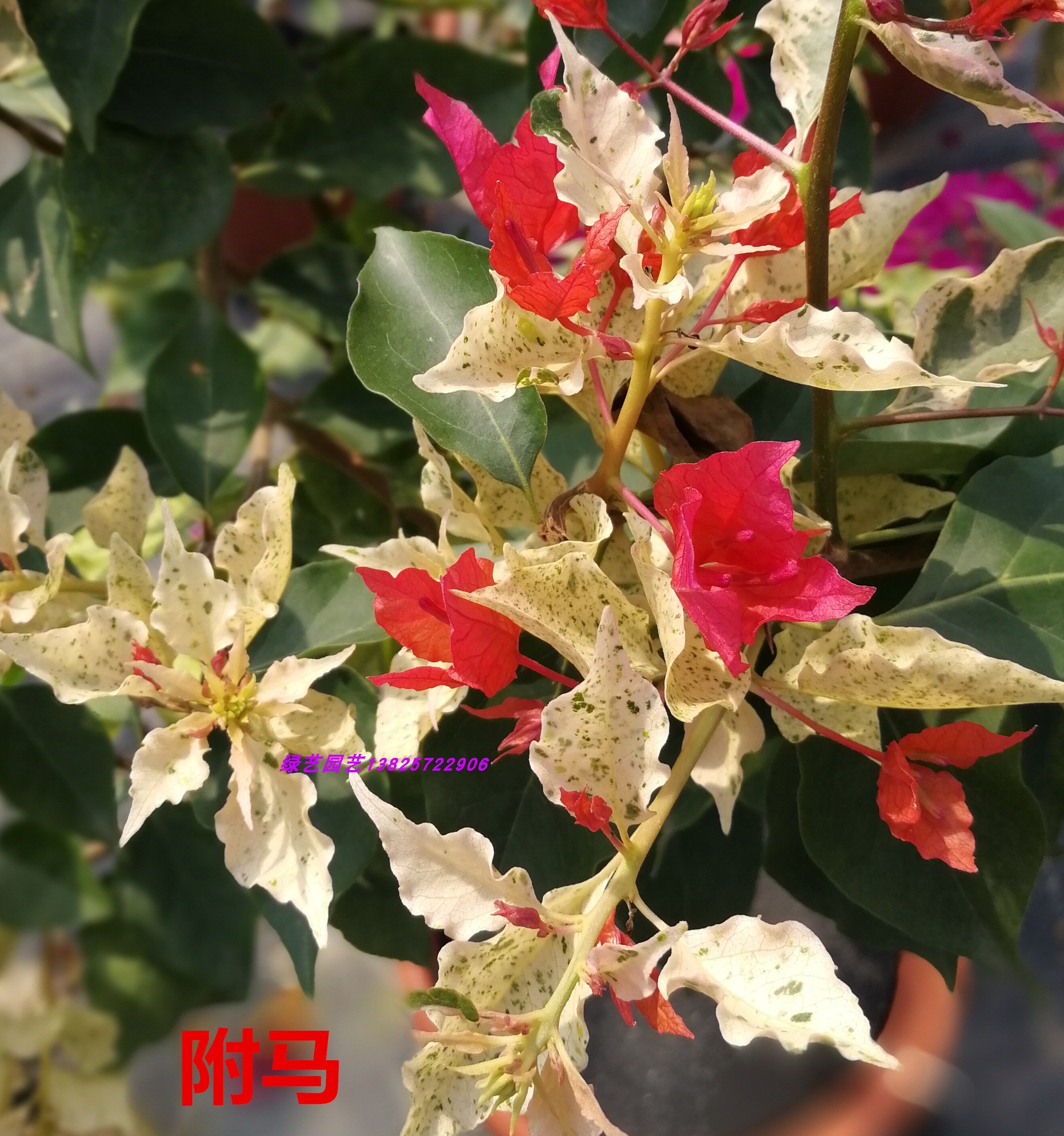 印度勤花三角橙粉附马斑叶伊丽莎白庭院阳台花卉时令草本花卉