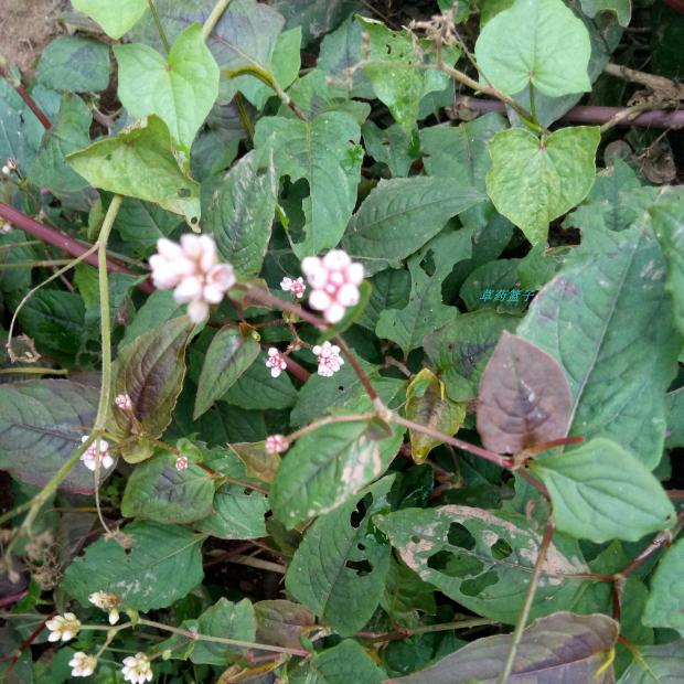 野生赤胫散晒干全草500克中草药包邮又名散血草花脸荞