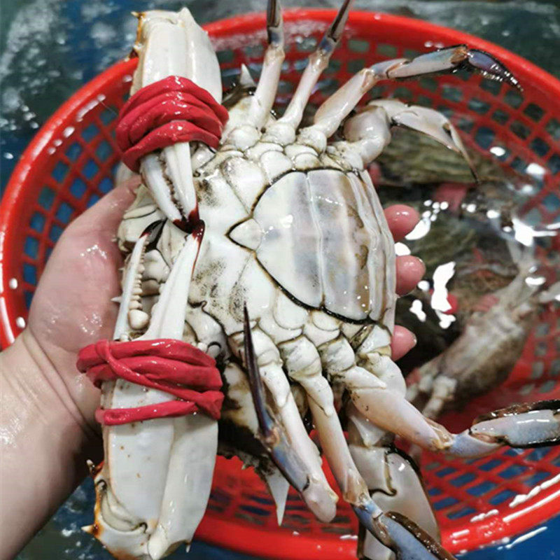 910两北京闪送鲜活海蟹沙母蟹红膏蟹海鲜满黄满梭子蟹