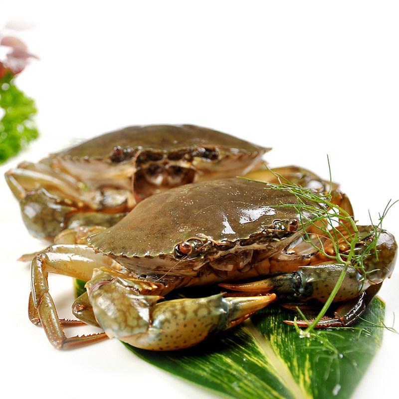 1斤北京闪送鲜活蟹公蟹肉海蟹满肉公超大螃蟹青蟹
