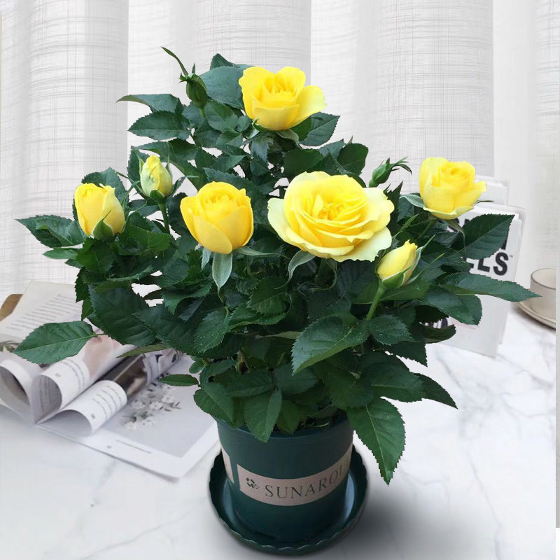 玫瑰花盆栽花苞月季月季花花苗果汁阳台四季开花时令草本花卉
