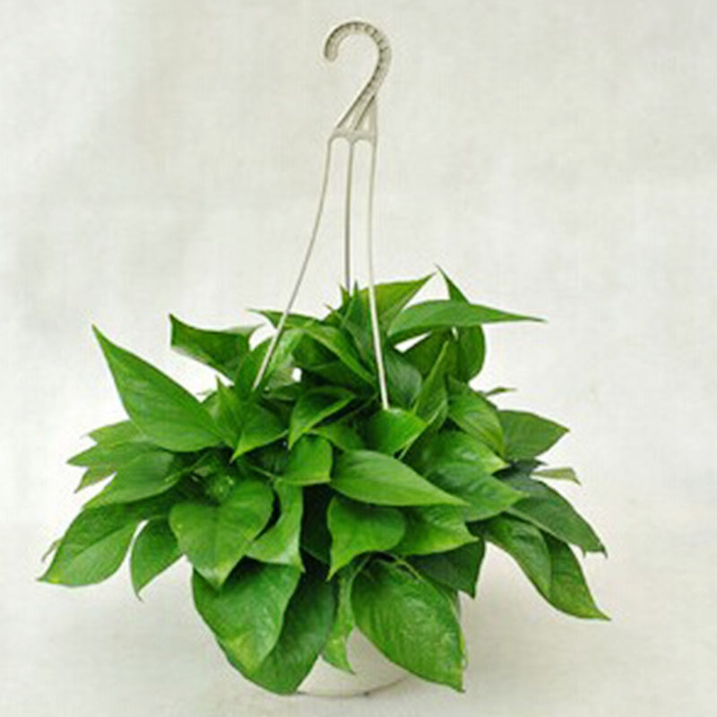 大叶长杆绿萝植物盆栽绿植甲醛防辐射开业乔迁大型绿植