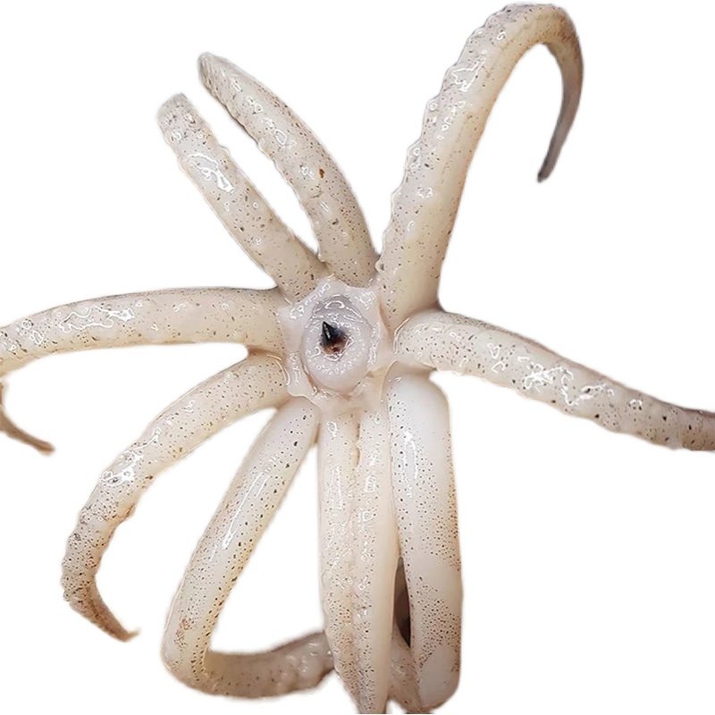 超大深海鱿鱼10斤冷冻冷链发货水产新鲜烧烤冷冻鱿鱼