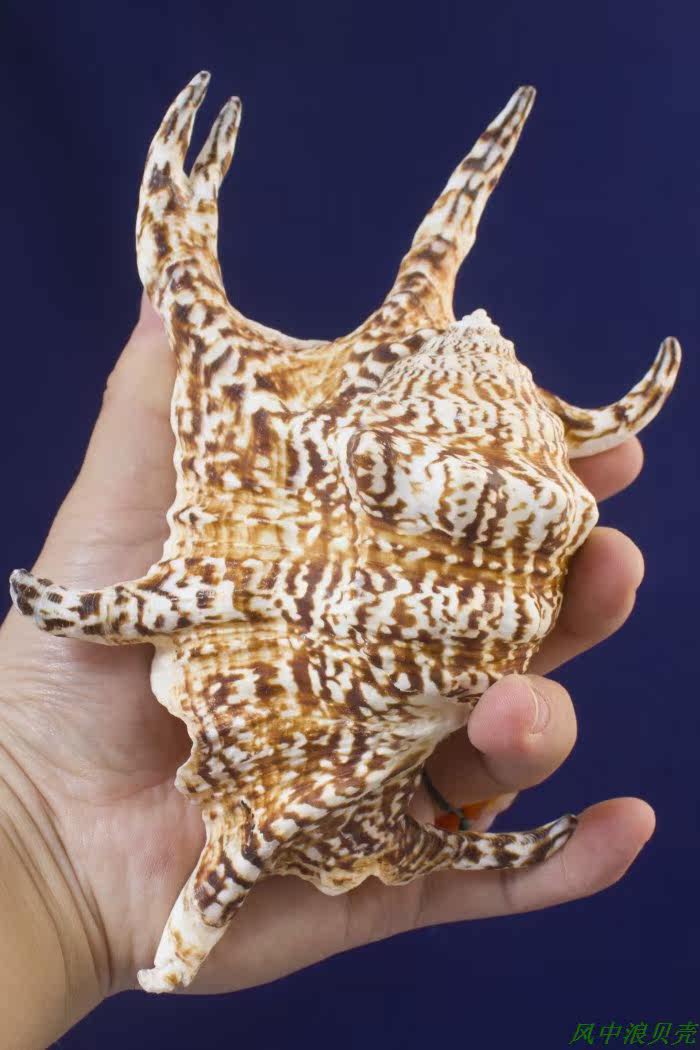 风中畸形六角螺水字天然收藏贝壳海螺创意礼物镇海螺