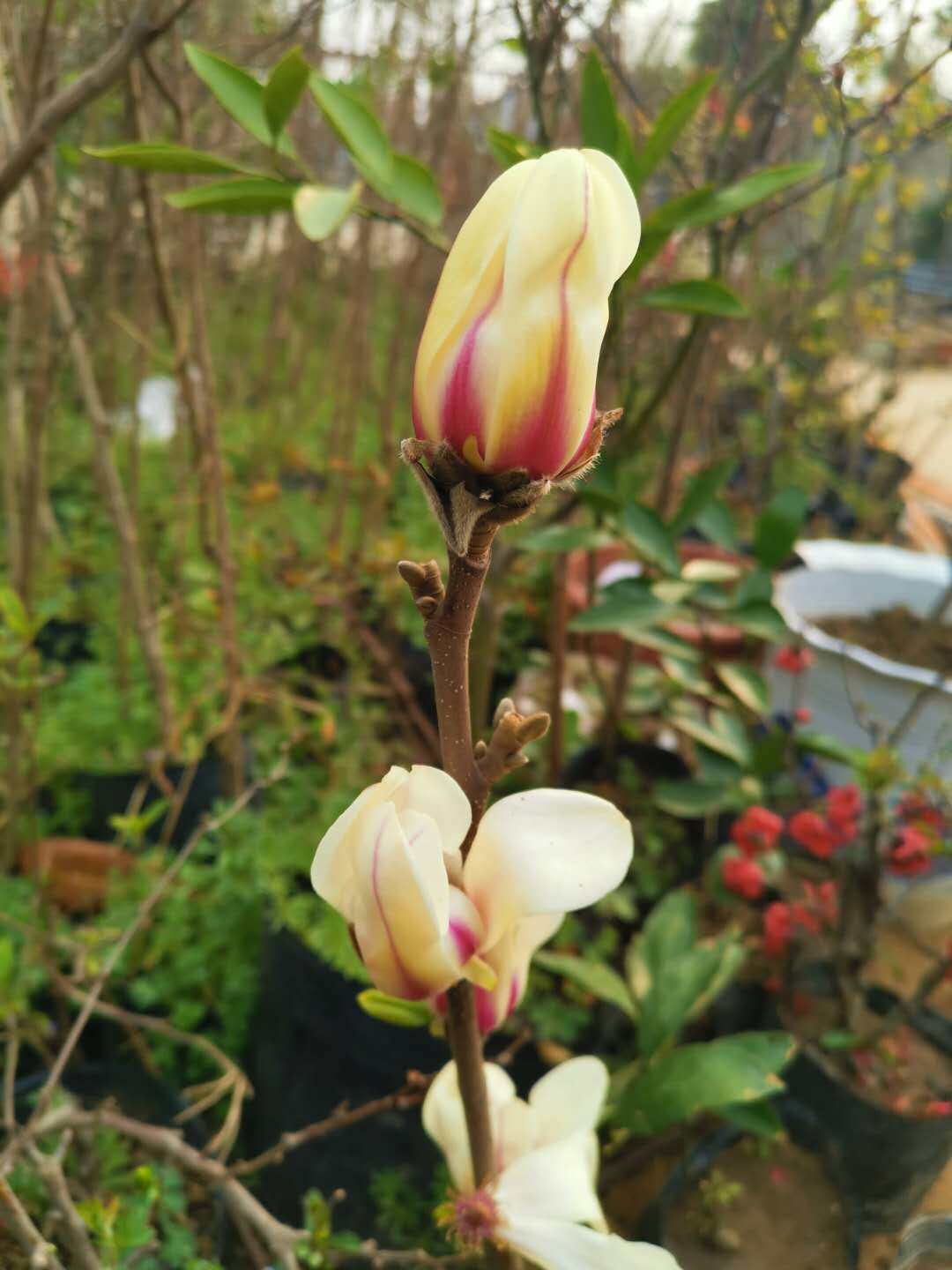 日出玉兰树苗木兰玉兰花矮化玉兰庭院绿化地栽绿化苗木乔木植物