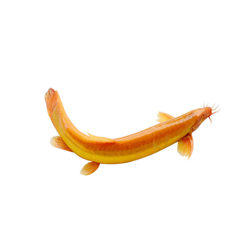 泥鳅基地黄金小黄活体观赏鱼冷水鱼地直金泥鳅金龙鱼