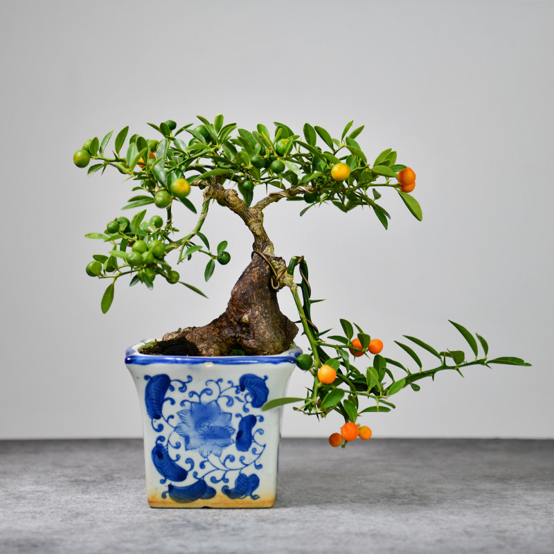 金豆盆景造型精品盆栽送礼绿植园艺一物一拍净化空气绿植