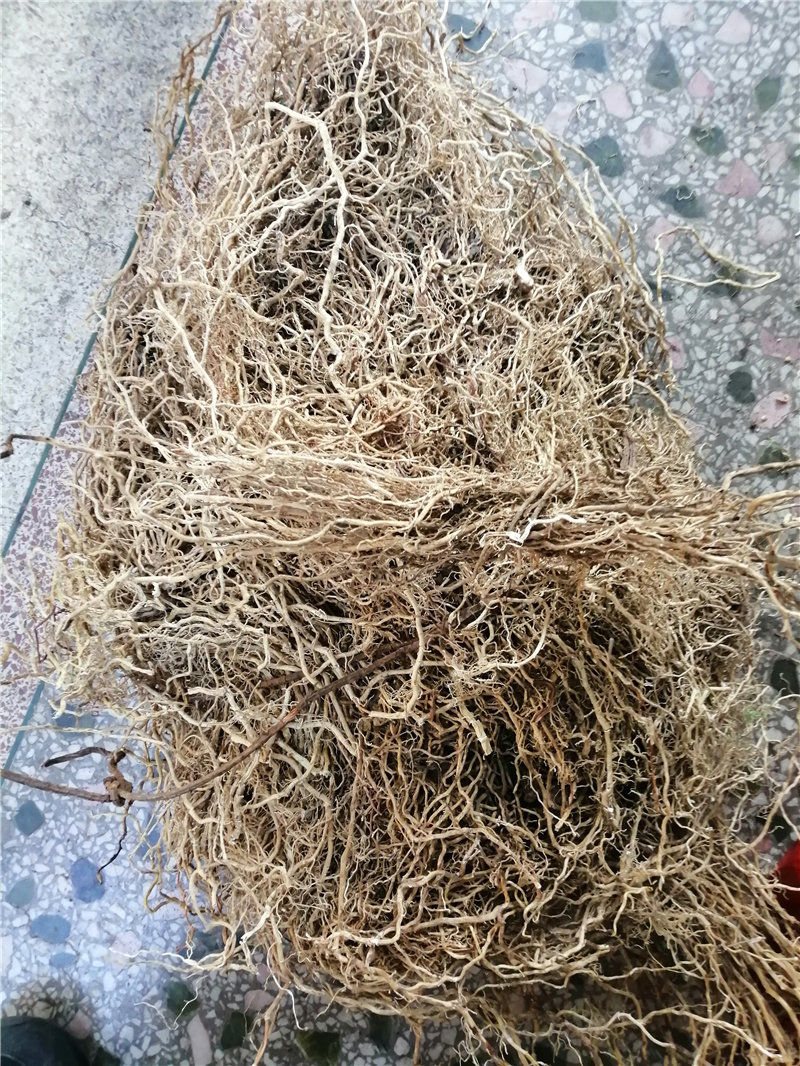 牛尾客家家竹春根菜根500克马尾伸根鲤鱼大伸其他药食同源食品