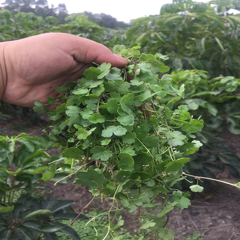新鲜现采遍地锦天胡荽满天星钱币草细叶钱凿菜中草其他药食同源食品