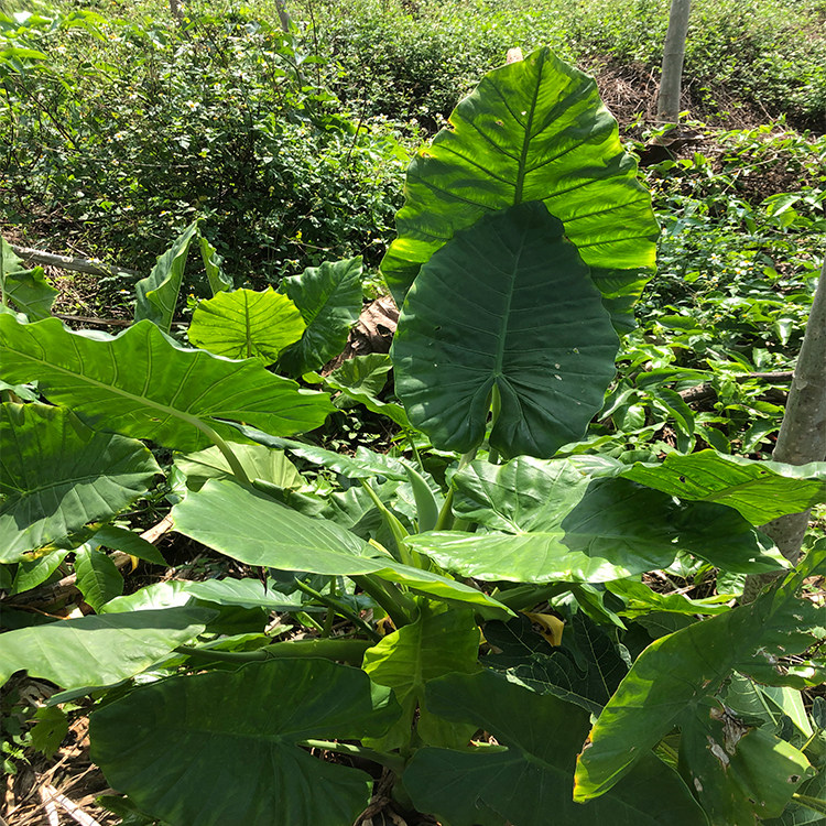 du芋头老虎广西广东观音药材中草药干品其他药食同源食品