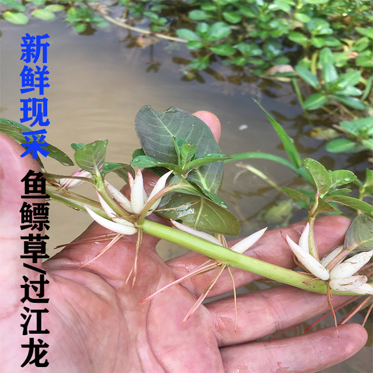 新鲜现采过塘过江龙过沟黄花水龙鱼鳔水盖假蕹其他药食同源食品
