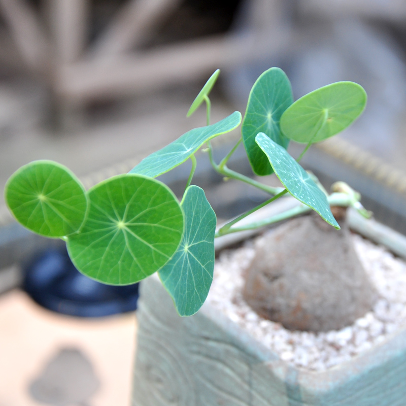 植物多肉gt素可泰国直立山乌龟爬藤多肉植物