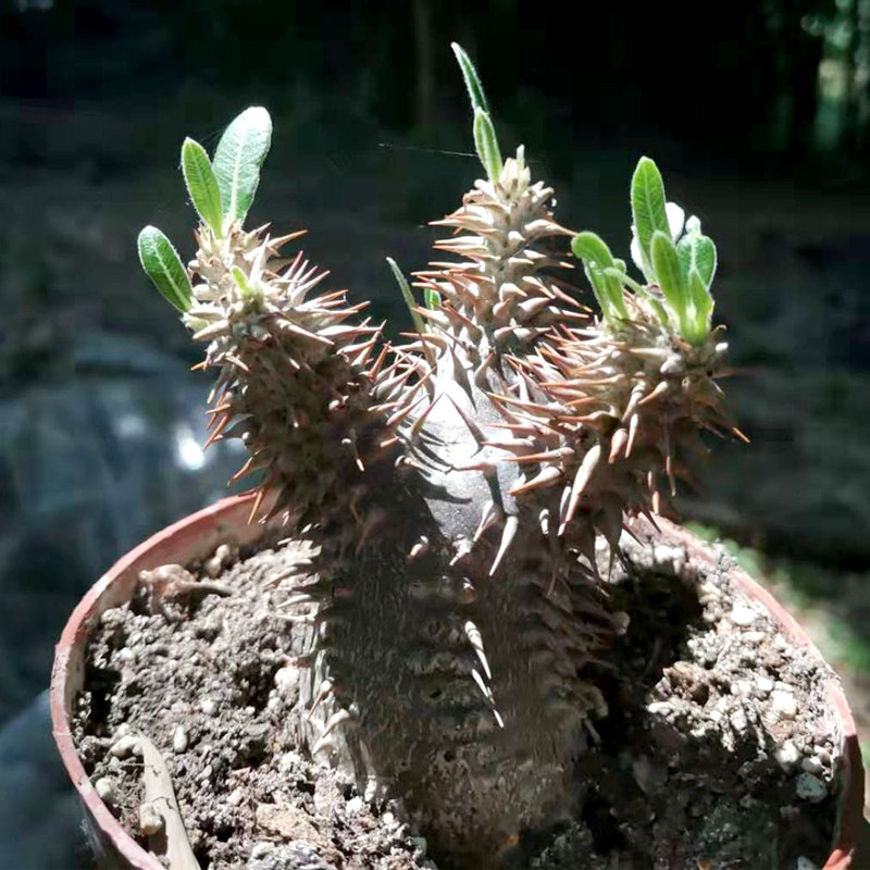 gt植物魔界铜碟pachypodiummakayense马岛输入块根多肉多肉植物