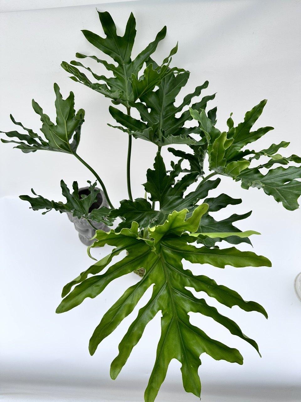 小天使龙鳞春羽龟背绿植水培去味甲醛盆栽好养绿植